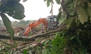 Aktivitas Excavator milik perusahaan sawit melakukan Land Clearing di hutan produksi, Bayung Lencir, Muba. Fhoto: Istimewa