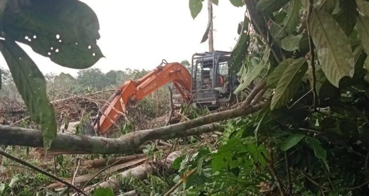 Aktivitas Excavator milik perusahaan sawit melakukan Land Clearing di hutan produksi, Bayung Lencir, Muba. Fhoto: Istimewa