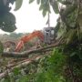 Aktivitas Excavator milik perusahaan sawit melakukan Land Clearing di hutan produksi, Bayung Lencir, Muba. Fhoto: Istimewa
