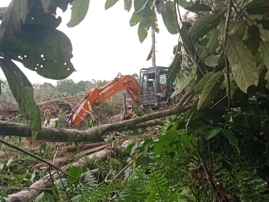 Aktivitas Excavator milik perusahaan sawit melakukan Land Clearing di hutan produksi, Bayung Lencir, Muba. Fhoto: Istimewa