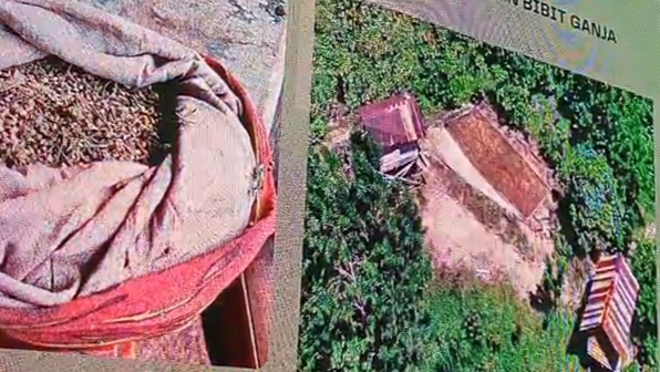 Pantauan dari Drone, Ladang ganja di Empat Lawang yang masuk kedalam hutan lindung Bukit Barisan.Fhoto: Istimewa 