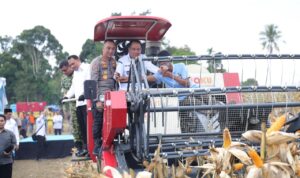Kapolda Sumsel, Irjen Pol Sandi Nugroho bersama Wakil Gubernur Sumsel, Cok Ujang, gunakan traktor saat panen raya jagung di Oku Selatan, Sabtu (16/5). Fhoto: Istimewa Kapolda Sumsel, Irjen Pol Sandi Nugroho bersama Wakil Gubernur Sumsel, Cok Ujang, gunakan traktor saat panen raya jagung di Oku Selatan, Sabtu (16/5). Fhoto: Istimewa