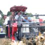 Kapolda Sumsel, Irjen Pol Sandi Nugroho bersama Wakil Gubernur Sumsel, Cok Ujang, gunakan traktor saat panen raya jagung di Oku Selatan, Sabtu (16/5). Fhoto: Istimewa
